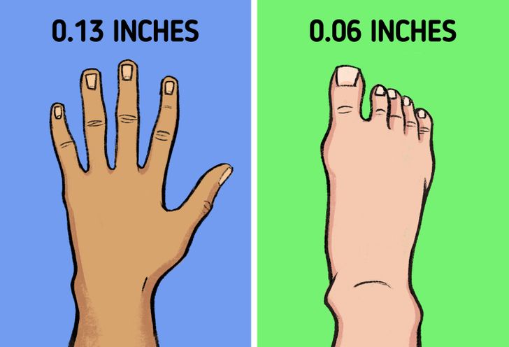 Why Fingernails Grow Faster Than Toenails