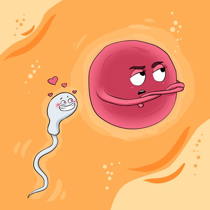 Did You Know That the Female Egg Chooses the Sperm and Not the Other Way Around?